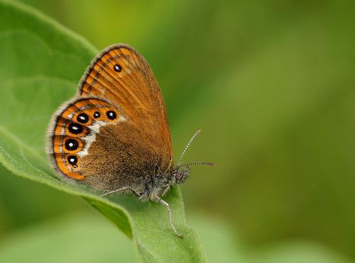 Veenbesparelmoervlinder (Boloria aquilonaris) Deze soort is in Nederland erg zeldzaam en beperkt tot enkele populaties in Drenthe.