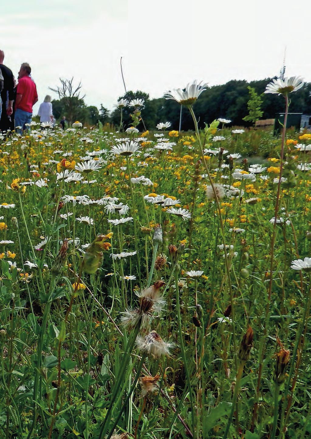 Voorwoord Talloze vlinders en bijen zijn voor hun dagelijkse kost afhankelijk van nectar en stuifmeel. Dat vinden ze in bloemen.