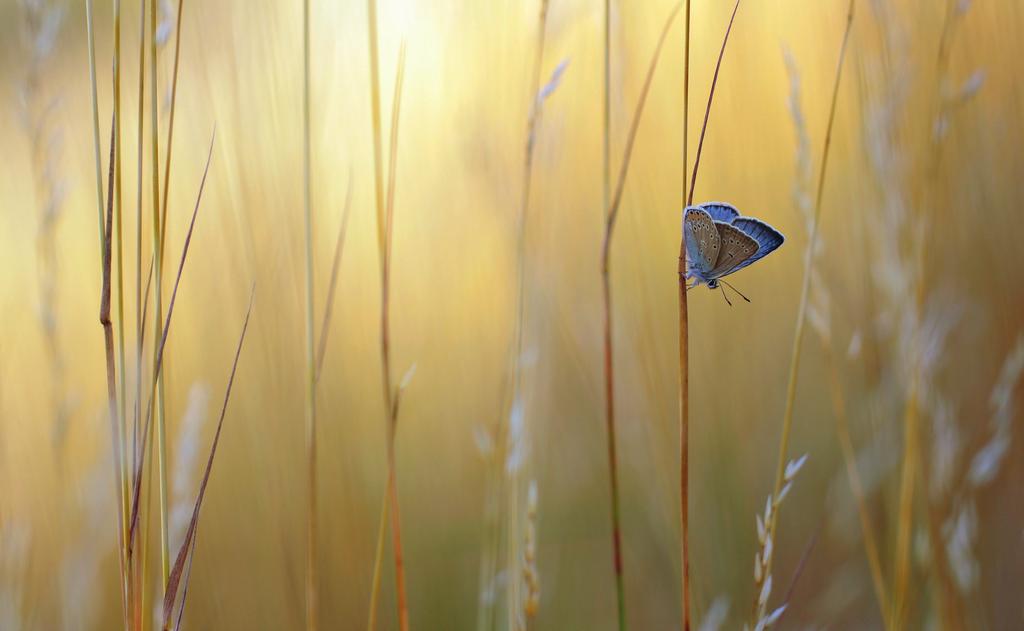 Inhoud 3 Vlinders houden van nectar 10 Hoe vlindervriendelijk is jouw tuin?