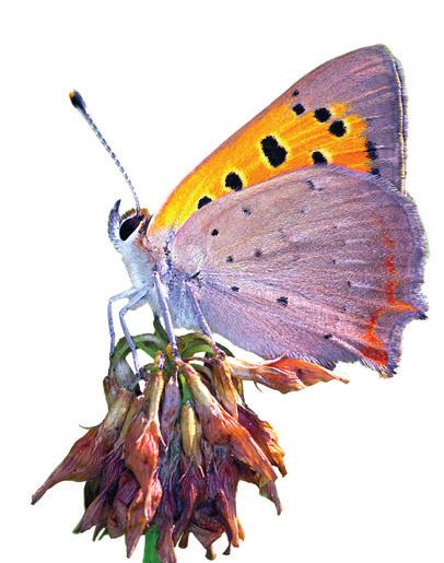Er zijn enkele vlinderfamilies die uitsluitend uit kleine soorten bestaan, zoals de