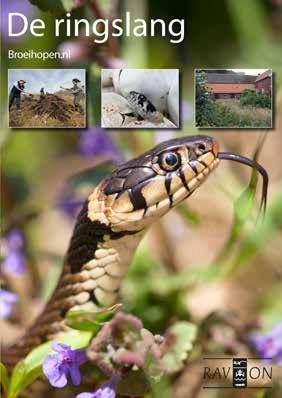 Bij de hazelworm zijn er weinig verrassingen. De enkele nieuwe uurhokken sluiten aan op bekende leefgebieden. De zandhagedis is met name in de duinen en op de Veluwe weer zeer veel waargenomen.