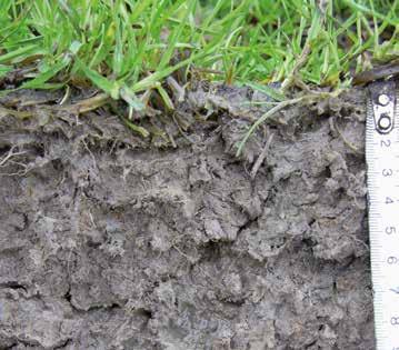 Net zoals op andere gronden is de beworteling belangrijk voor wateropname gras, organische stofvoorziening, voeding voor bodemleven en bodemstructuur.