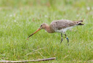 Het gebruik van dikke fractie van gescheiden drijfmest is voor weidevogels even goed, en qua aantallen regenwormen zelfs beter dan ruige mest.