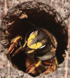 Gasten van bijenhotels 10.4 Een mannetje grote wolbij voor zijn slaapgang opwarmend in de zon. 10.5 Een vrouwtje grote wolbij komt uit een gang waarin ze is gaan schuilen om droog te blijven.