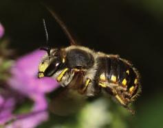 46), zoals alle vliesvleugeligen doen. De mannetjes zwerven binnen hun territorium langs steeds dezelfde vliegbanen tussen bloemen die door de vrouwtjes worden bezocht.