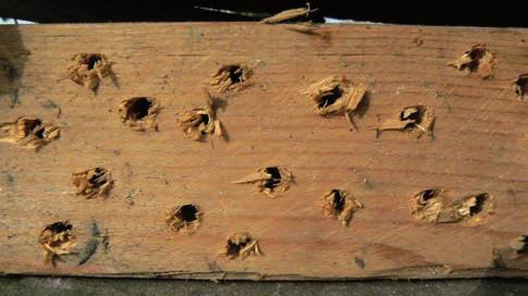 Hoofdstuk 6 Nesthulp voor bijen en wespen X 6.11 Dergelijke snel gemaakte nesthulp wordt niet bewoond omdat de gangen veel opstaande vezels hebben en daardoor niet glad zijn van binnen. X 6.12 Boomschijven van zomereik met daartussen rietstengels.
