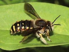 Hoofdstuk 10 De grote wolbij Anthidium manicatum De grote wolbij is een markante, grote bijensoort met een opvallende geel-zwarte tekening.