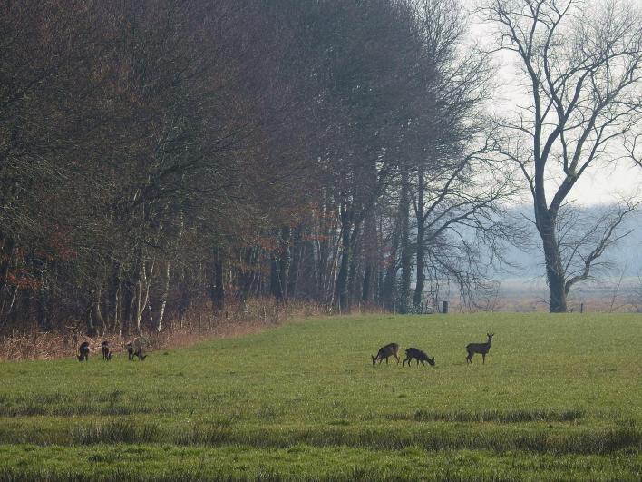 In de verte staat het oude kerkje van IJhorst met zijn losstaande klokkentoren.