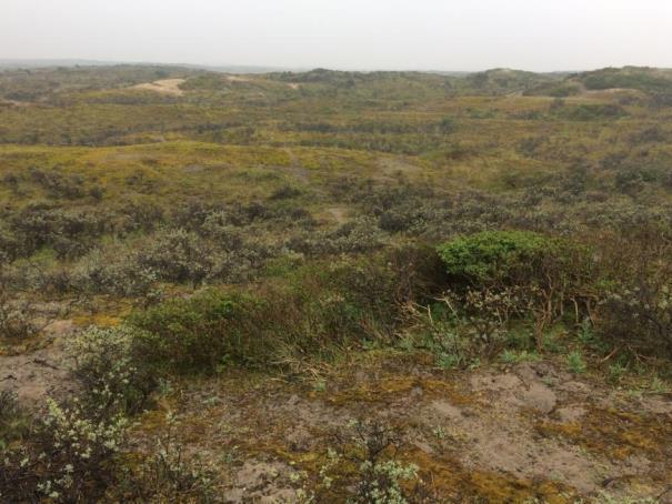 meer gesloten, ouder en kruidenrijker grijs duin met