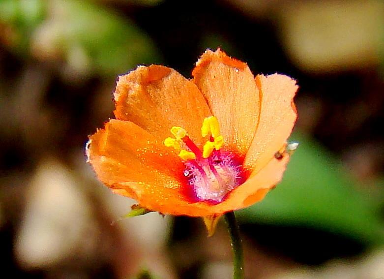 02 Rood guichelheil- Anagallis arvensis