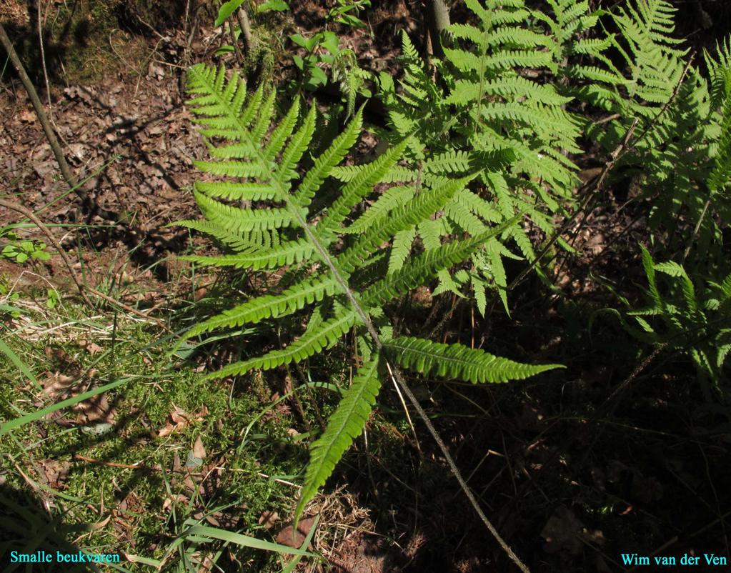 30 Smalle beukvaren-phegopteris