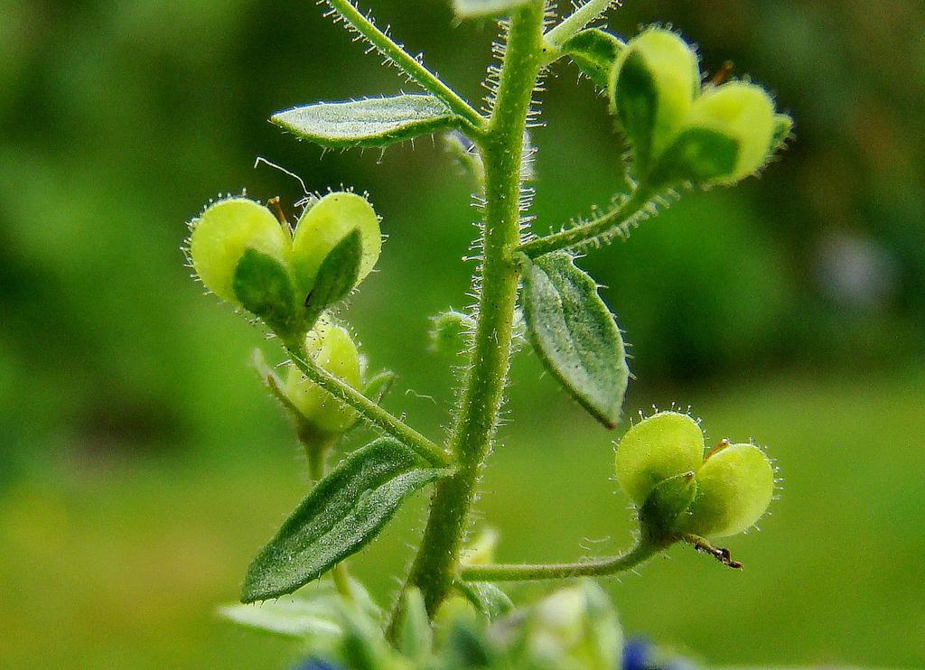 36 Steentijmereprijs-Veronica acinifolia -