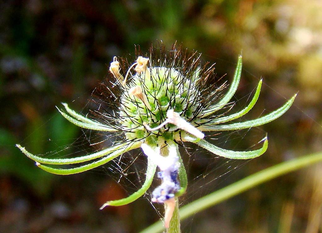 04 Scabiosa columbaria-duifkruid -