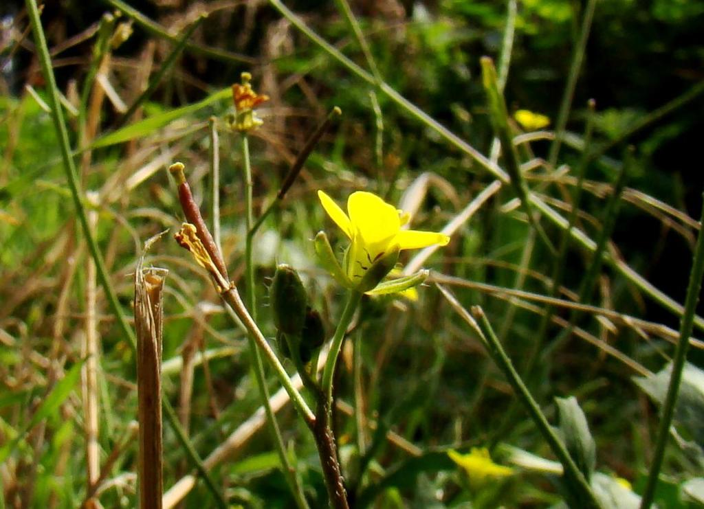 50 Kleine zandkool-diplotaxus muralis -