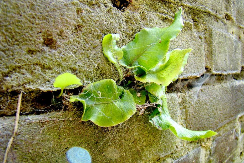 53 Tongvaren-Asplenium scolopendrium -