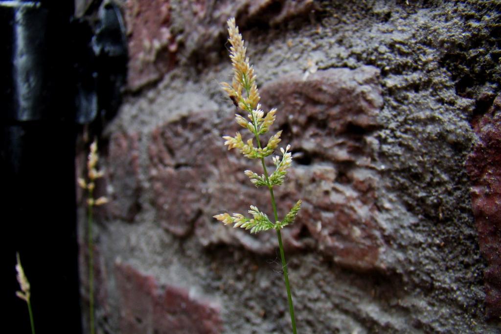 57 Kransgras-Polypogon viridis -