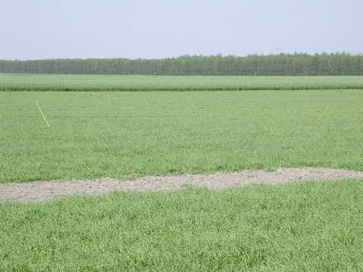 ZOOGDIEREN in de PLOTS met en zonder LEEUWERIKVLAKKEN Kernplots (N=2) Controleplots (N=2) t-toets