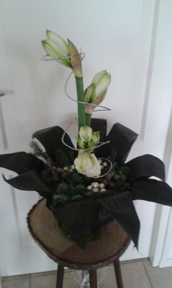 December: KERST MET DE AMARYLLIS: Amaryllis vanuit een zwarte bol Kersttafelstuk met amaryllissen 1) Amaryllis vanuit een zwarte bol We bekleden hier een halve tempex bol met corderline blad