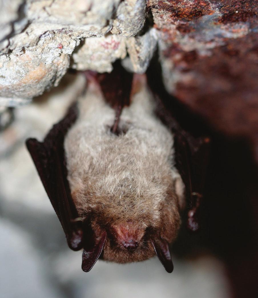 Dassensymposium Op zoek naar de Laatvlieger Onderzoek vleermuizen Den Haag Drie voorbeelden: In 2015 is tijdens het Jaar van de das een grote inventarisatie van dassenburchten