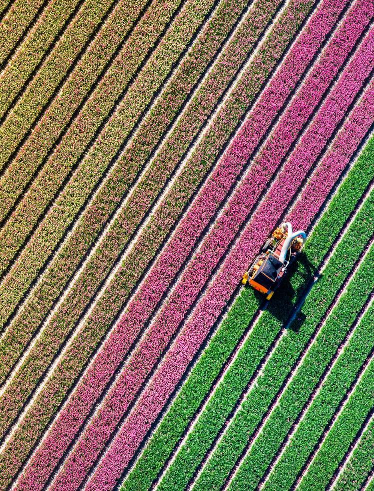 Méér consumenten kopen méér bloemen en planten.