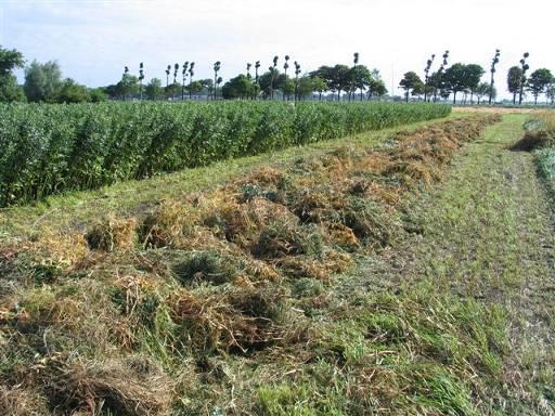 erwt 160 kg/ha + Engels raaigras 35 kg/ha + 5-8 kg witte/rode klaver Bemestingsbehoefte: 40 kg N, 80 kg P 2 O 5 en 120 kg K 2 O.