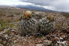 Er is een soort wet van Murphy, die er bij cactussen op neerkomt dat de planten, die je graag wilt behouden, doodgaan, terwijl andere planten, die best dood mogen gaan, dat helemaal vertikken.