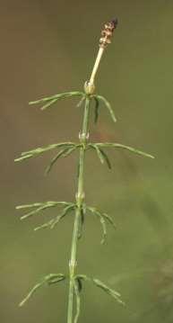 4. Welke groepen landplanten zijn er? 4.2. Mosplanten : samenvatting - Vaatstelsel en wortelstelsel afwezig. - Plant alleen met bladeren, of met stengel en bladeren.