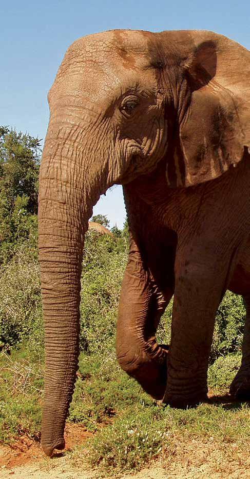 Kleurrijk Afrika Tijdens deze prachtige 15-daagse rondreis maakt u kennis met diverse culturen en magistrale landschappen, gaat op safari in het Krugerpark en het Hluhluwe Imfolozi Nationaal Park op