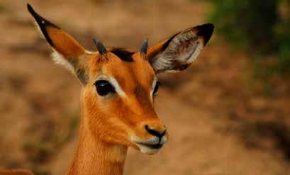 s. Zululand ligt in de provincie KwaZulu-Natal. Een gebied waar van oudsher de Zulustam woont en die er ook nu nog volgens vaste tradities en waarden leeft.