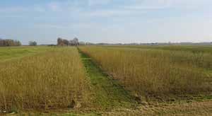 Bezienswaardigheden Grienden 14 6 Grienden als golfbreker De dijk bij Werkendam is aangelegd in combinatie met het planten van griend (wilgen) aan de rivierzijde.