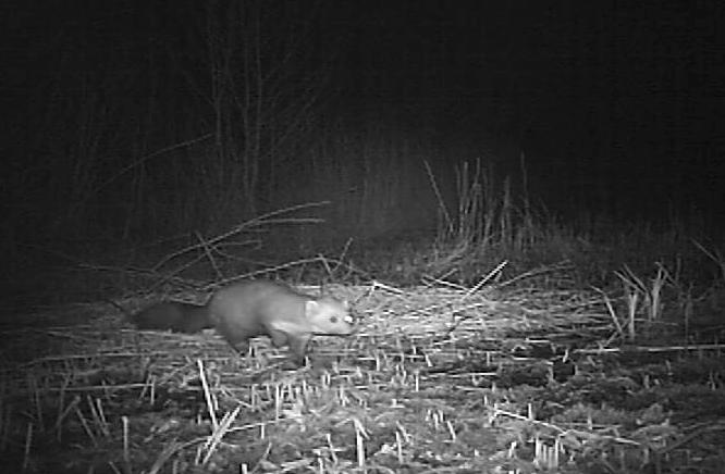 16 Natuurstudie Waarnemingen van een halfblinde steenmarter in de Hobokense Polder - Eénoog Bert Mertens Sinds mei 2012 wordt in de Hobokense Polder een onderzoek verricht naar de aanwezige