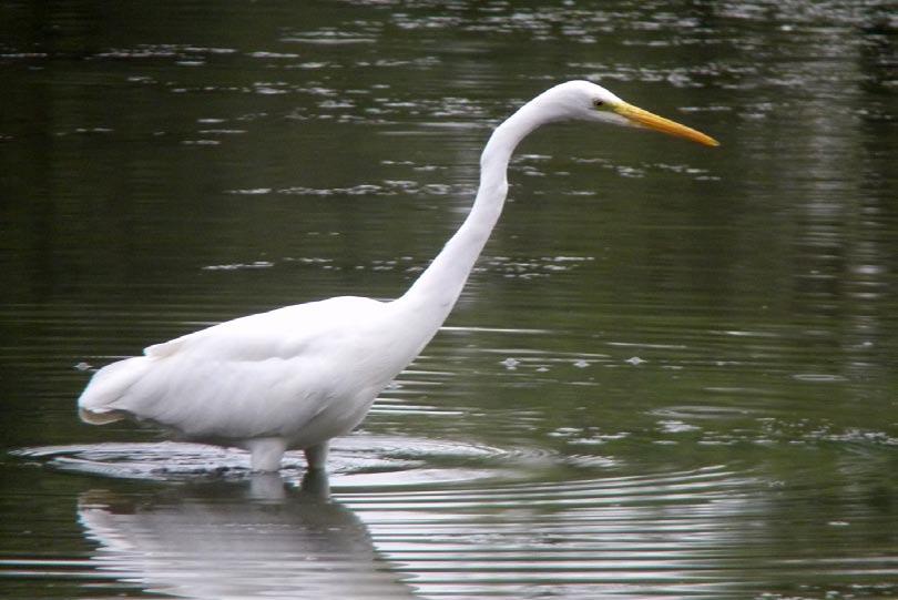 22 Natuurstudie Vogelwaarnemingen Regio Zuid Antwerpen november 2014 april 2015 Door tijdsgebrek kon het vorige vogelverslag november 2014 januari 2015 niet tijdig verschijnen voor publicatie.