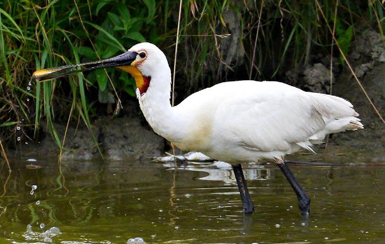 Natuurstudie 23 Zowat gans de maand april was de zomertaling in de Hobokense Polder present als solitaire vogel, man of wijfje of een koppel (PBA, WM, DJ).