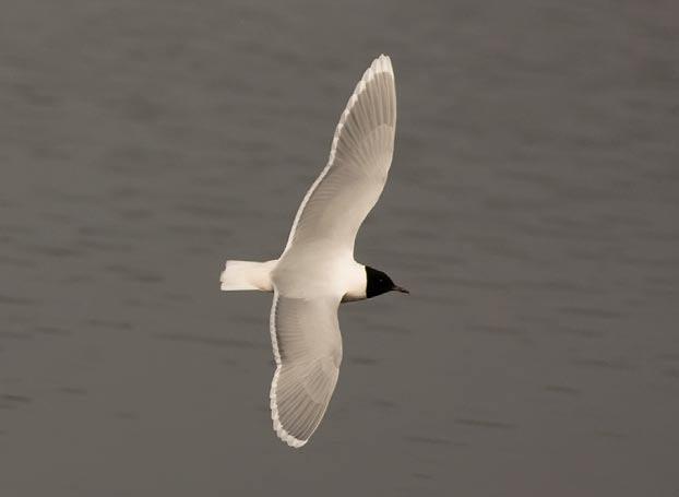 24 Natuurstudie Grutto en bonte strandlopers vogel vloog op 18/4 vanuit de omgeving Reigershoek/Hobokense Polder op (BM).