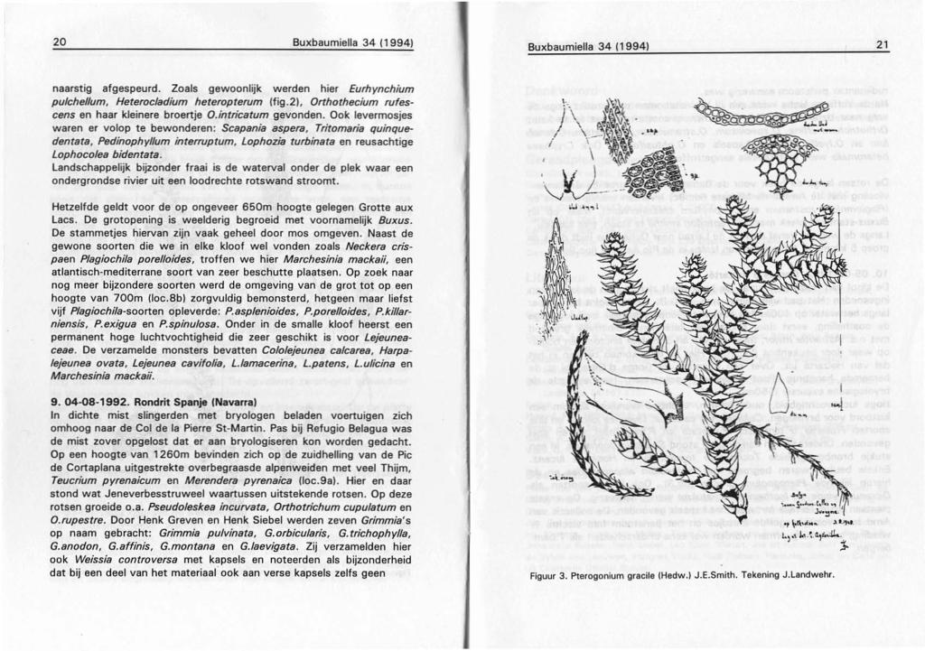 20 Buxbaumiella 34 (19941 Buxbaumiella 34 (1994) 21 naarstig afgespeurd. Zoals gewoonlijk werden hier Eurhynchium pulchellum, HeterocJadium heteropterum ffig.21. Orthothecium rufeseens en haar kleinere broertje O.