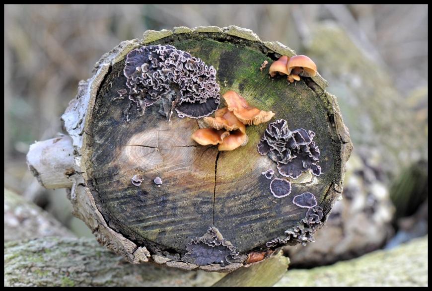 Op de zaagkant van dit stuk hout groeit de paarse korstzwam en een ander veel voorkomende paddenstoel. Misschien is het de gewone zwavelkop.