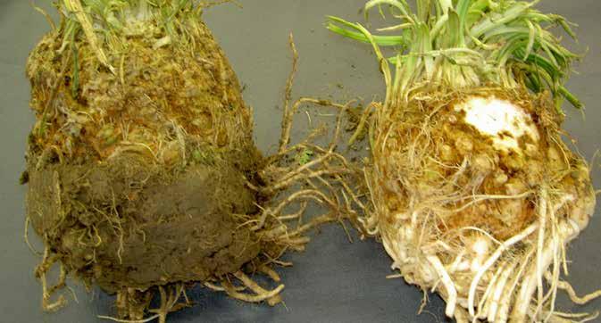 Bij peen kunnen in een jong stadium planten wegvallen, later in het seizoen rot de plant aan de kop. Bij suikerbiet draaien bladstelen en zijn bladeren vaak vervormd.