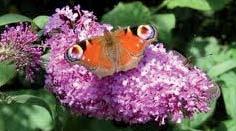 Borders/heestervakken Vaste planten - Hortensia s -