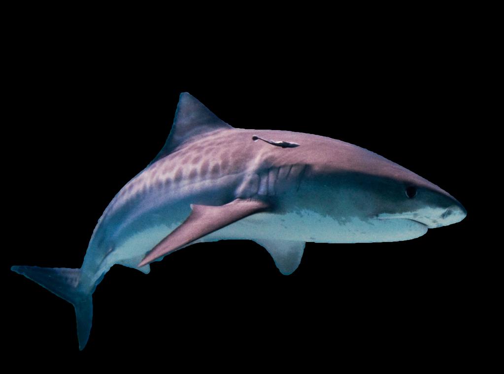 Tijgerhaaien zijn één van de grootste haaiensoorten ter wereld, ze kunnen 4,5 meter lang worden en wel 50 jaar oud.