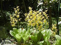 Houdt het hierbij op??? Liefst niet! Ik heb nog enkele projecten op stappel. Wat denk je van Calanthe sieboldii? Als het over inheemse orchideeën gaat hou ik steeds weer mijn hart vast.