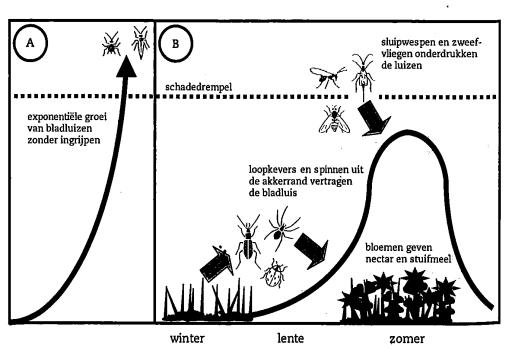 8 Figuur 3.1. Schematische weergave van een bladluisplaag zonder en met vertraging door kevers en spinnen uit de akkerranden (in de lente), sluipwespen en zweefvliegen (in de zomer).