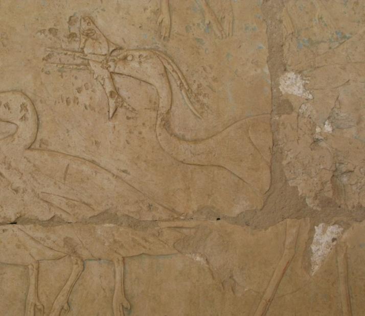 - De mastaba van Hetepherachti en andere elitegraven uit de 5 e en 6 e dynastie (Eva Lock) - De vogels in de botanische tuin in Karnak (Jan Koek) - Vogels in de graven en tempels in het Nieuwe Rijk