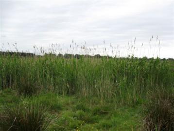 Poelnummer Woudhoek Oost 17 Datum bezoek 13 augustus 2010, 24 mei, 2 augustus Waterstand 10 cm, 40 cm,