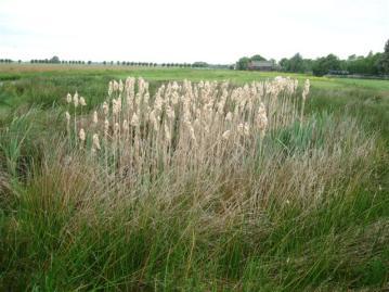 3.3.3 Poelen Woudhoek West Poelnummer Woudhoek West 37