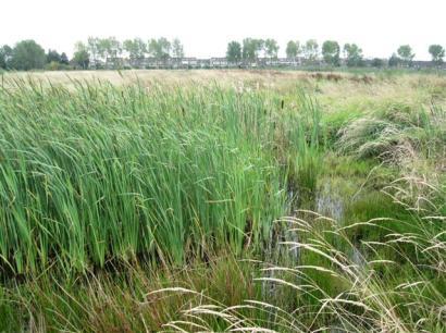 Poelnummer Woudhoek West 42 Lisdodde Noordzijde nog enigszins open,