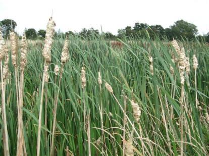 Lisdodde Poel dichtgegroeid Poelnummer Woudhoek West 44 Waterstand >