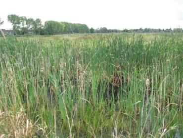 dichtgegroeid Poelnummer Woudhoek West 54, 14