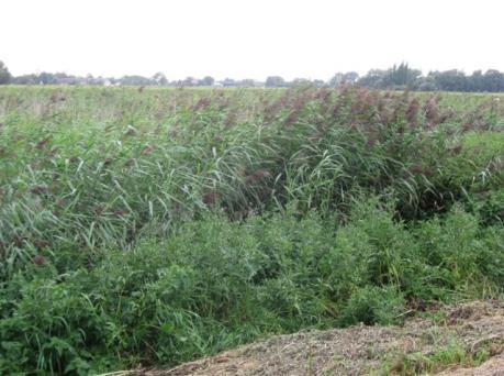 Poel ligt tussen talud A4 en het fietspad van Woudweg naar Oostveenseweg Zuidrand;