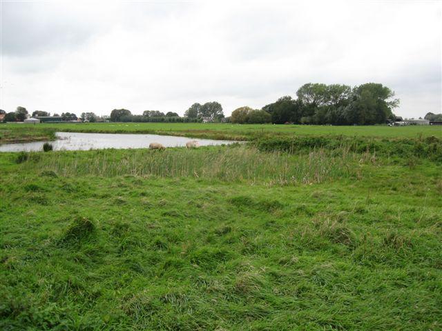 september 2010, 18 september Waterstand < 20 cm Lisdodde, grassen, Grote