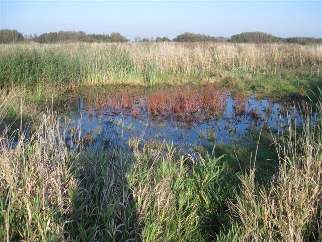 109 Datum bezoek 20 september 2010, 22 september, 16 oktober Waterstand 30 cm Dichtgegroeid en te ondiep Poelnummer Holierhoek 110 Datum bezoek 20